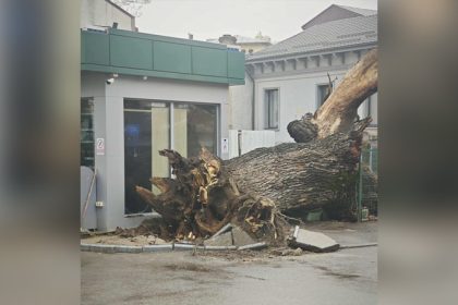 un simbol natural al bucurestiului a disparut stejarul secular de pe bulevardul ferdinand i s a prabusit 695e512c927f4