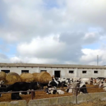 video dsvsa constanta intalnire cu reprezentanti ai primariei silistea si cu crescatorii de animale din zona 697a056c1c386