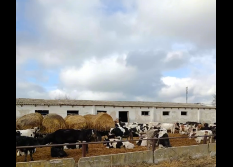 video dsvsa constanta intalnire cu reprezentanti ai primariei silistea si cu crescatorii de animale din zona 697a056c1c386