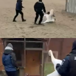 video o lebada ranita ajutata de jandarmii constanteni in faleza nord 6974bed38d990