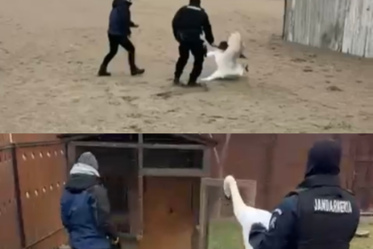 video o lebada ranita ajutata de jandarmii constanteni in faleza nord 6974bed38d990