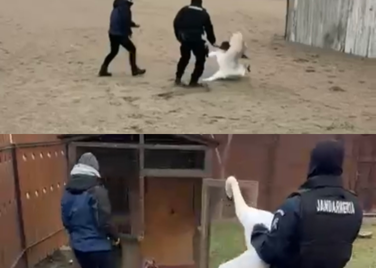 video o lebada ranita ajutata de jandarmii constanteni in faleza nord 6974bed38d990