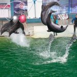 video prima reprezetantie cu delfini si lei de mare la delfinariul constanta iata programul spectacolelor 6959085c720cc