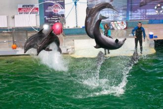 video prima reprezetantie cu delfini si lei de mare la delfinariul constanta iata programul spectacolelor 6959085c720cc