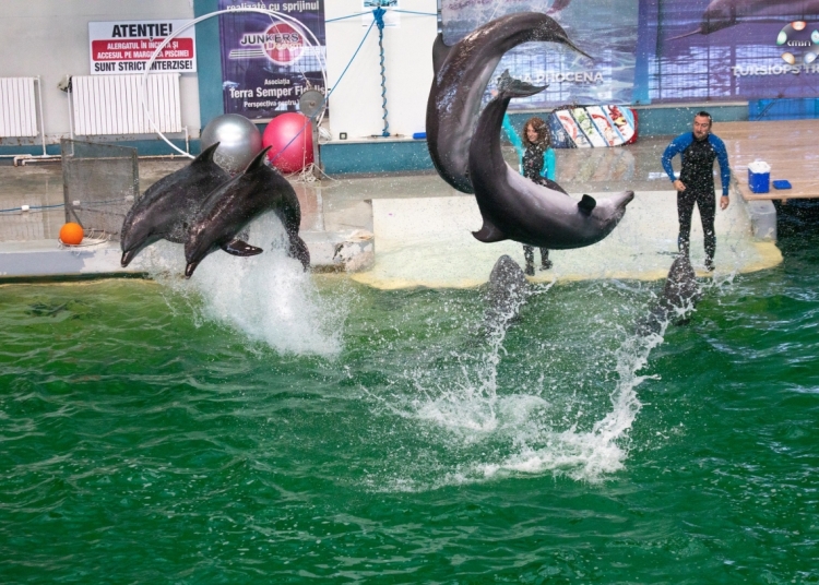 video prima reprezetantie cu delfini si lei de mare la delfinariul constanta iata programul spectacolelor 6959085c720cc