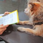 vrei sa adopti sau sa revendici un caine afla de ce documente ai nevoie 6979b6d4eeb6c