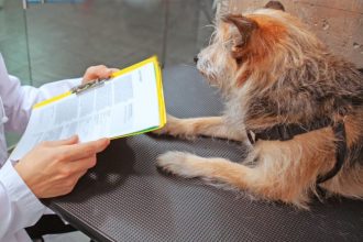 vrei sa adopti sau sa revendici un caine afla de ce documente ai nevoie 6979b6d4eeb6c