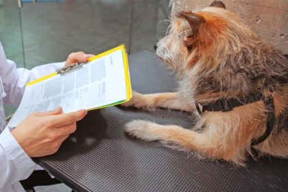 vrei sa adopti sau sa revendici un caine afla de ce documente ai nevoie 6979b6d4eeb6c