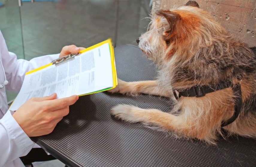 vrei sa adopti sau sa revendici un caine afla de ce documente ai nevoie 6979b6d4eeb6c