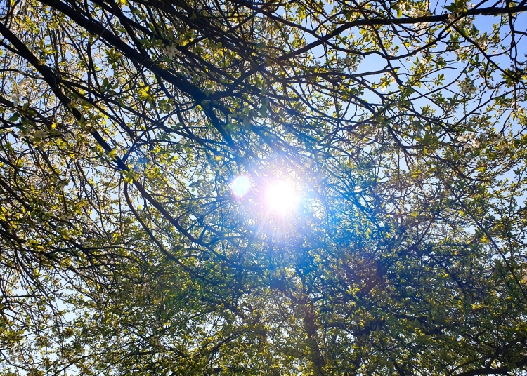 vremea in februarie va fi mai calda decat in mod normal meteorologii au actualizat estimarile 6973355d88d90