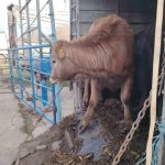 bovine transportate ilegal descoperite in urma unor controale la tulcea foto 698caa8789ca5
