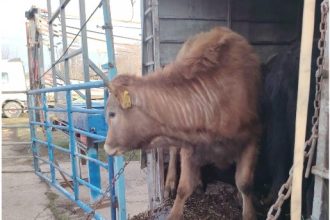 bovine transportate ilegal descoperite in urma unor controale la tulcea foto 698caa8789ca5