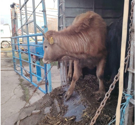 bovine transportate ilegal descoperite in urma unor controale la tulcea foto 698caa8789ca5