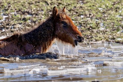 caii salbatici din delta dunarii au primit hrana dupa zile de lupta cu gerul si foametea 69891204c6a72