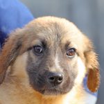 campania adopta un catel luci de 2 luni si jumatate asteapta o familie iubitoare 698f23773f14b