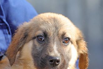 campania adopta un catel luci de 2 luni si jumatate asteapta o familie iubitoare 698f23773f14b