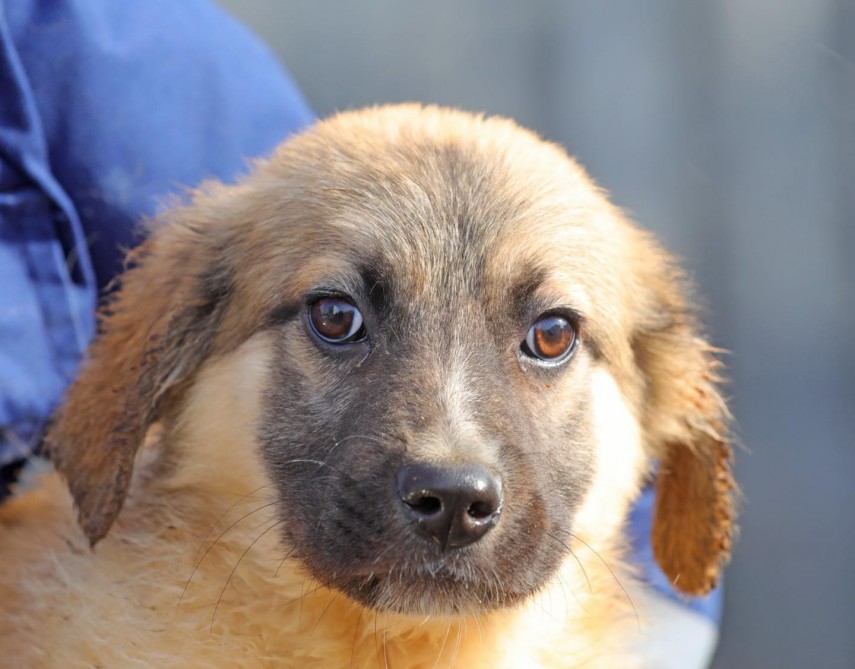 campania adopta un catel luci de 2 luni si jumatate asteapta o familie iubitoare 698f23773f14b