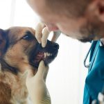 ce drepturi si obligatii au detinatoriii de animale precizarile primariei constanta 698458583ae74