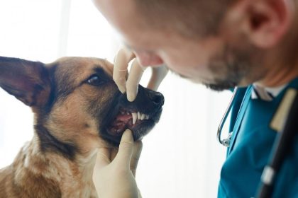 ce drepturi si obligatii au detinatoriii de animale precizarile primariei constanta 698458583ae74