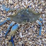 crab albastru descoperit pe plaja olimp judetul constanta specialistii atrag atentia ca prezenta acestei specii este tot mai frecventa in marea neagra 6988618b7f850