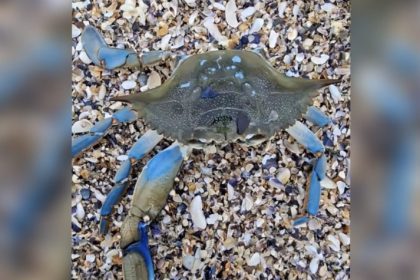 crab albastru descoperit pe plaja olimp judetul constanta specialistii atrag atentia ca prezenta acestei specii este tot mai frecventa in marea neagra 6988618b7f850