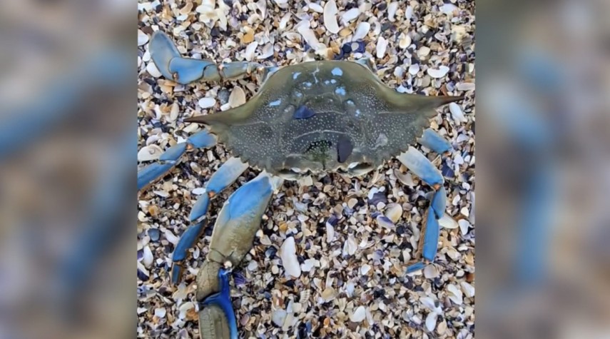 crab albastru descoperit pe plaja olimp judetul constanta specialistii atrag atentia ca prezenta acestei specii este tot mai frecventa in marea neagra 6988618b7f850