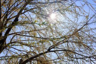 cum va fi vremea pana la jumatatea lunii martie 698ef2afd984e