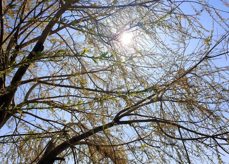 cum va fi vremea pana la jumatatea lunii martie 698ef2afd984e