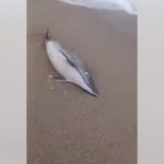 delfin decedat pe plaja din vama veche 698b83192baec