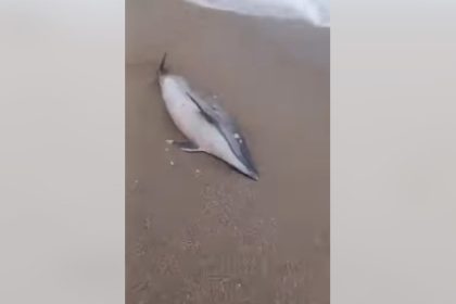 delfin decedat pe plaja din vama veche 698b83192baec