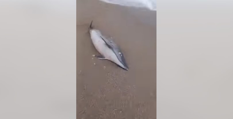 delfin decedat pe plaja din vama veche 698b83192baec
