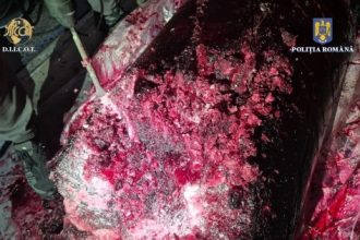 dosarul drogurilor ascunse in butoaiele cu fructe congelate anuntul curtii de apel constanta 6985d49a66cb3