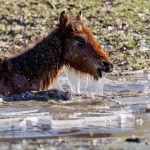 drama cailor salbatici din delta dunarii a ajuns in parlament 698eef912acda