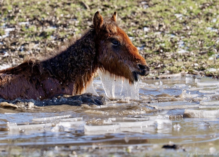 drama cailor salbatici din delta dunarii a ajuns in parlament 698eef912acda