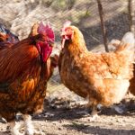 focar de gripa aviara la manastirea saon judetul tulcea 698b5a73524ef