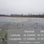 focar de gripa aviara mai multe lebede gasite moarte pe un lac 6986329fefb46