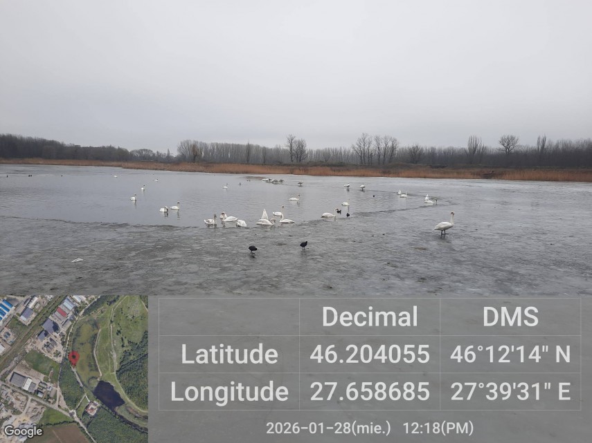 focar de gripa aviara mai multe lebede gasite moarte pe un lac 6986329fefb46