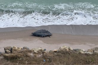 foto video alerta drona cazuta pe plaja intre tuzla si costinesti 698dcb248bab6