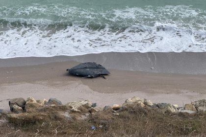 foto video alerta drona cazuta pe plaja intre tuzla si costinesti 698dcb248bab6