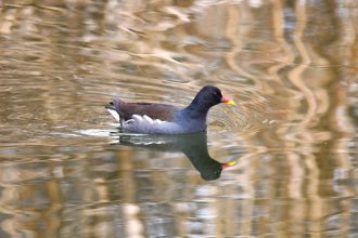 foto video ce specii au fost monitorizate de inspectorii ecologi dupa ziua zonelor umede 69821e6798406