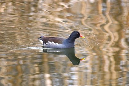 foto video ce specii au fost monitorizate de inspectorii ecologi dupa ziua zonelor umede 69821e6798406