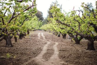 guvernul acorda despagubiri de pana la 2 000 euro pe hectar pentru culturile afectate de inghet 6984ac4d910a8