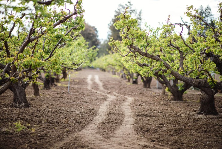 guvernul acorda despagubiri de pana la 2 000 euro pe hectar pentru culturile afectate de inghet 6984ac4d910a8