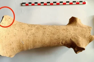 o piesa arheologica veche de aproape 2 000 de ani a fost descoperita langa targu neamt 697f199a1f8dd