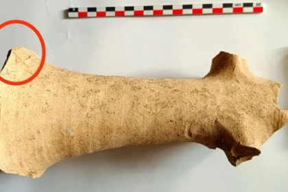 o piesa arheologica veche de aproape 2 000 de ani a fost descoperita langa targu neamt 697f199a1f8dd