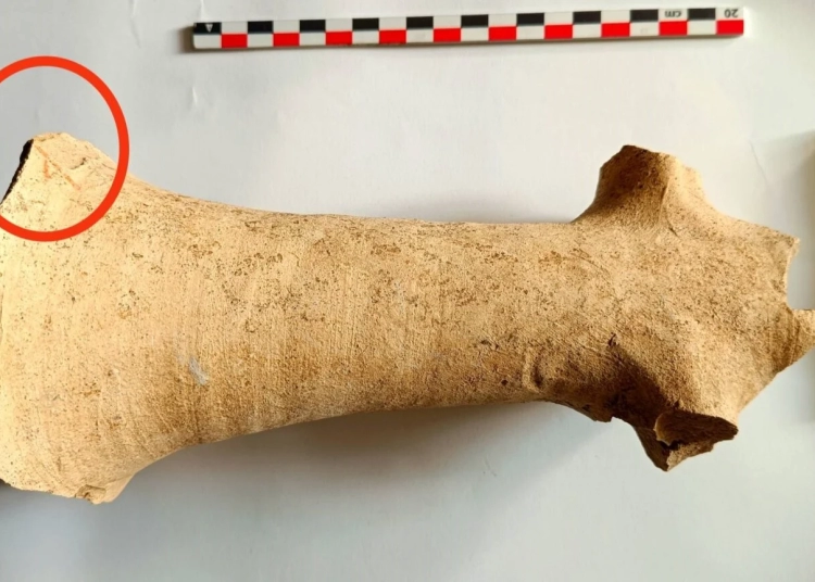 o piesa arheologica veche de aproape 2 000 de ani a fost descoperita langa targu neamt 697f199a1f8dd