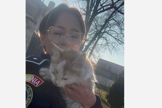 o pisicuta abandonata salvata si pusa la adapost de politistii de la protectia animalelor 6989c8a2667ef