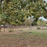 primaria constanta a anulat licitatia pentru reabilitarea sistemului de irigatii din parcul tabacarie 698adda1e1570