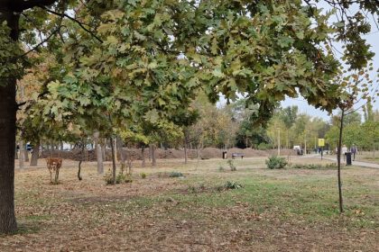 primaria constanta a anulat licitatia pentru reabilitarea sistemului de irigatii din parcul tabacarie 698adda1e1570