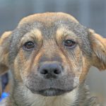 primaria constanta lanseaza un apel pentru adoptie max un catel bland isi cauta o familie 6980d49688a50